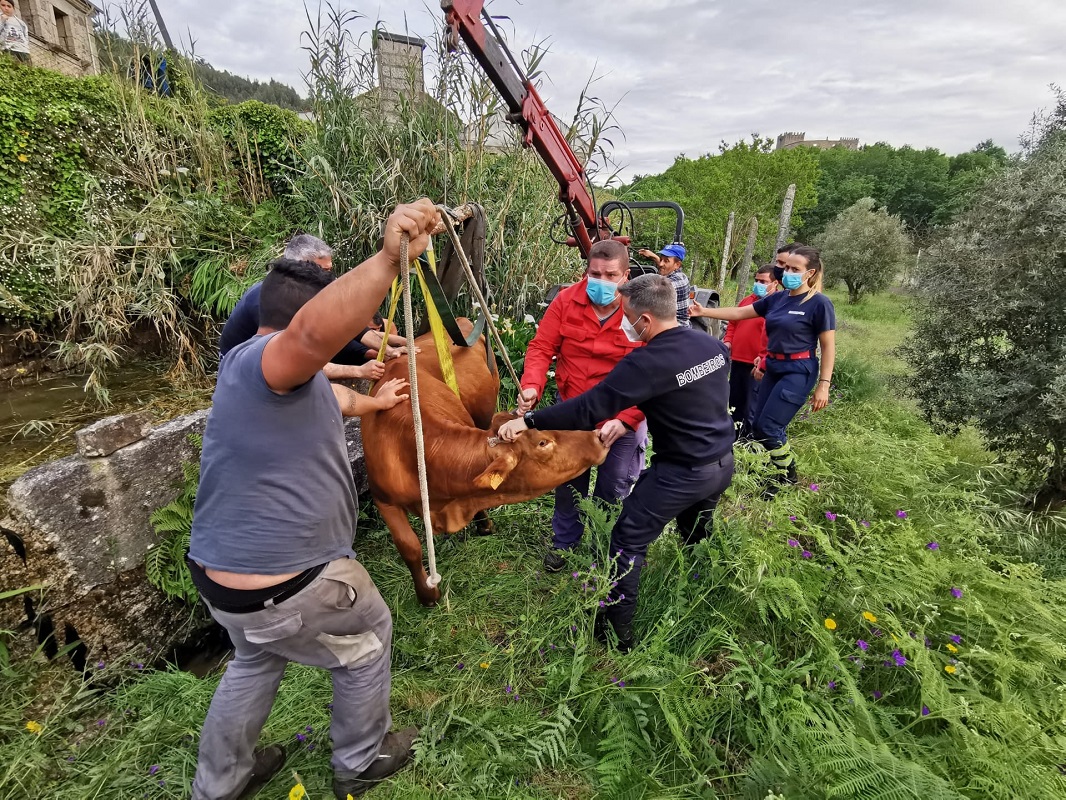 Arcos de Valdevez: Bombeiros resgatam vaca prenha após queda em tanque de regadio