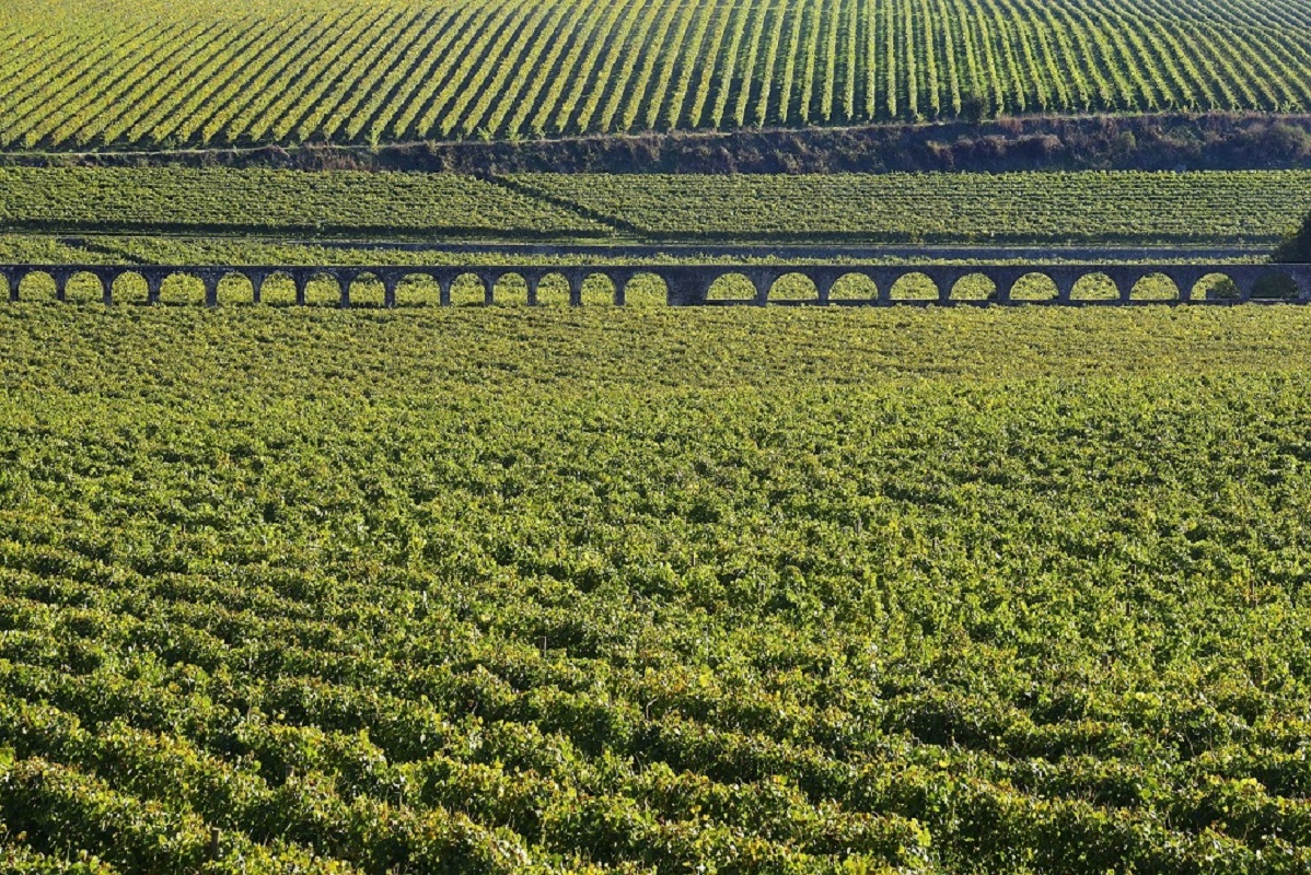 Região dos Vinhos Verdes reforça cobertura do maior seguro agrícola do País