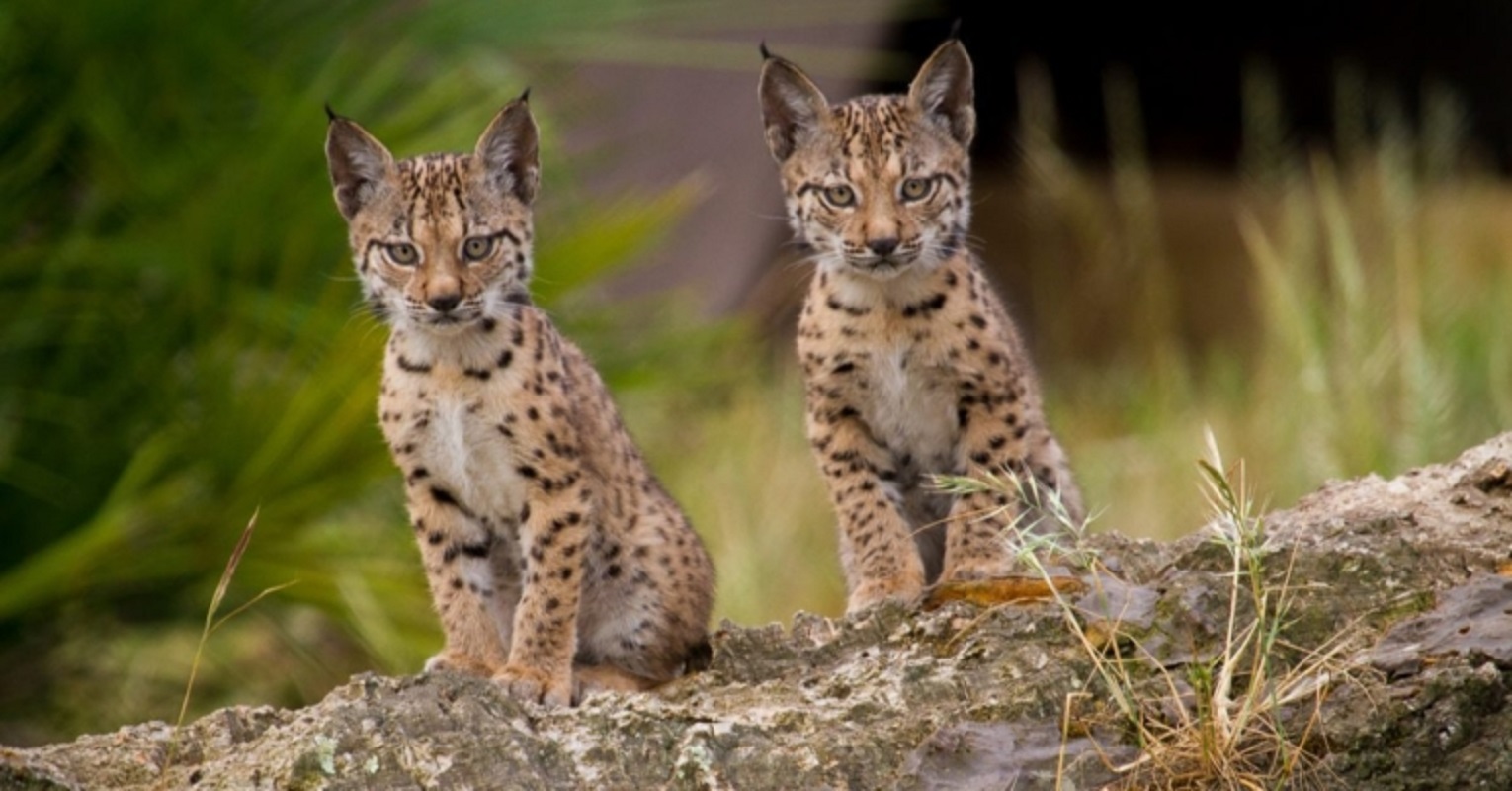 População de lince ibério supera os mil exemplares pela primeira vez em 20 anos