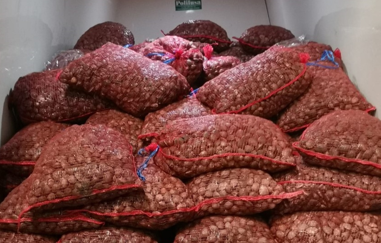 GNR apreendeu 580 quilogramas de bivalves “imaturos” em Viana do Castelo