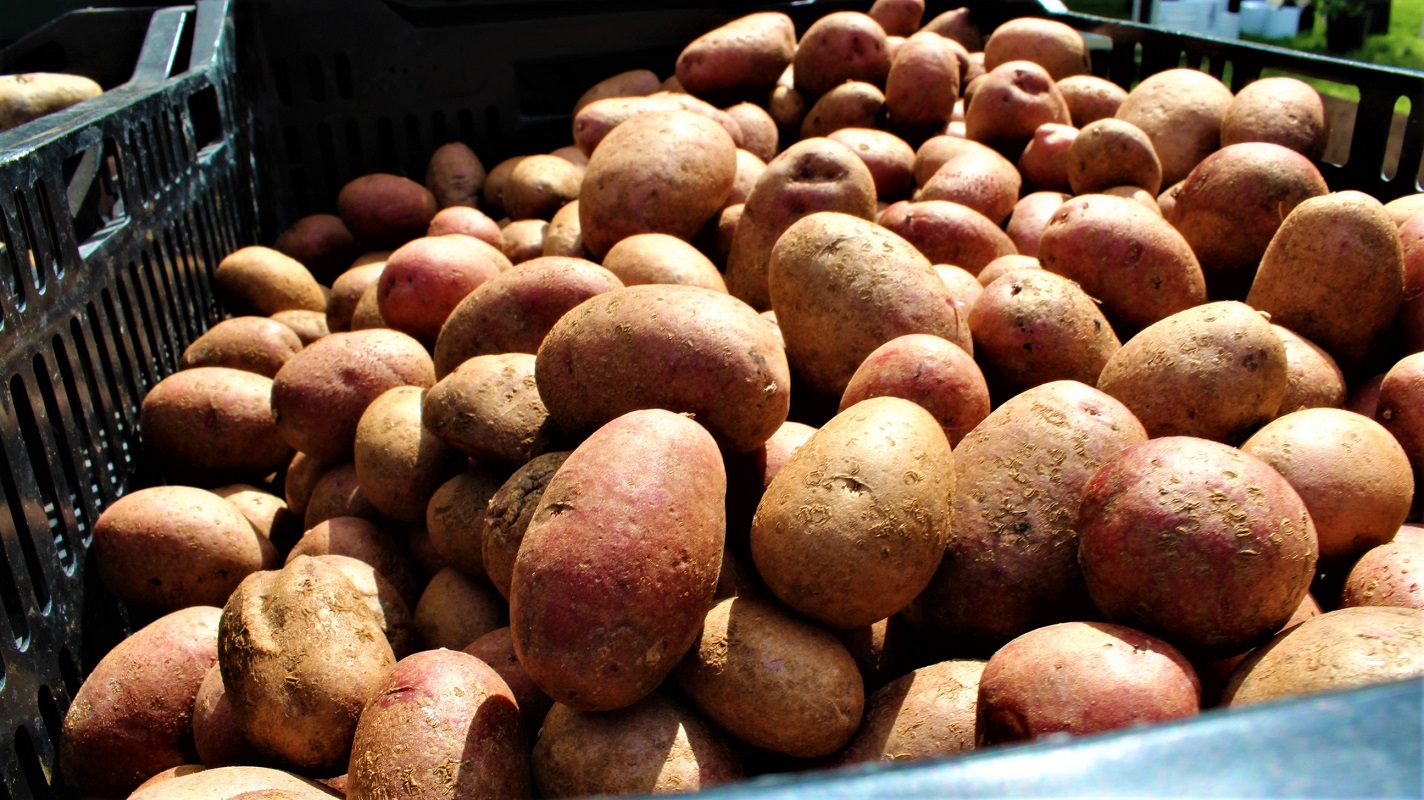 Associação lança campanha de promoção da batata portuguesa com selo comum