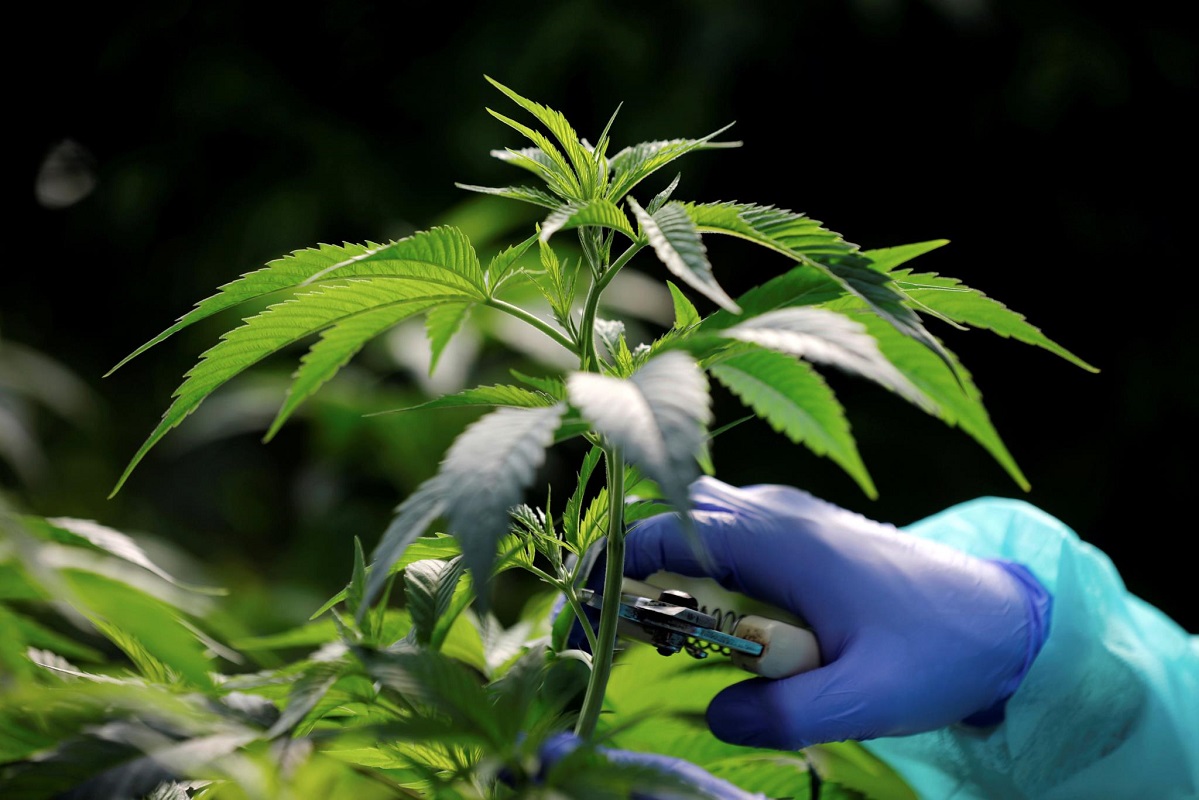 Legalização da canábis para uso pessoal discutida hoje no parlamento
