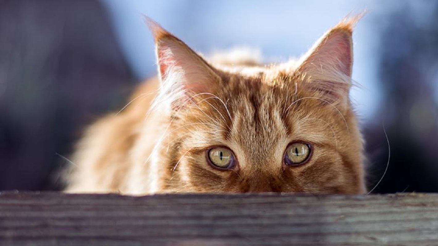 Caminha: Esterilização de animais de companhia perto das 700 intervenções