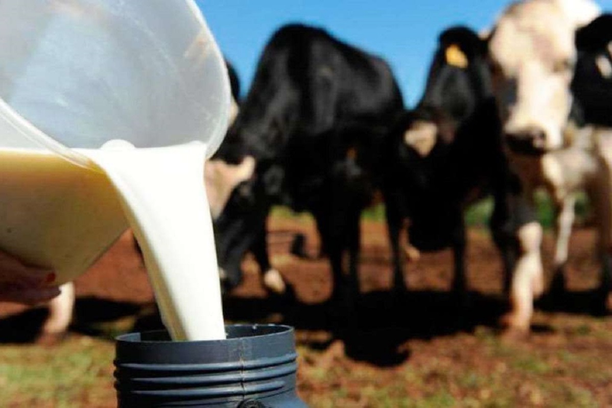 Produtores de leite exigem intervenção urgente do Governo no setor