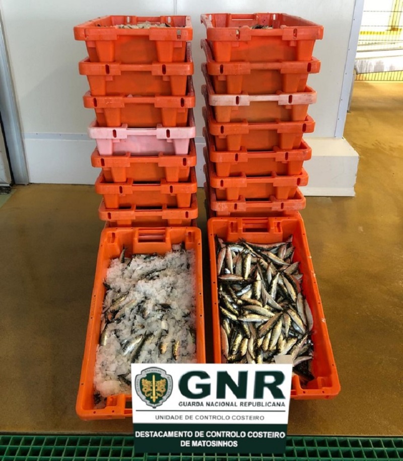 Póvoa de Varzim: Apreendidos 273 quilos de sardinha por excesso de captura