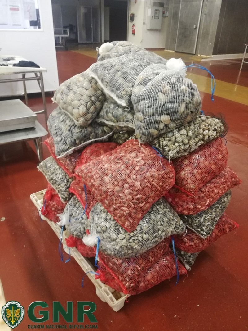 Valença: Apreendidos 680 quilos de bivalves