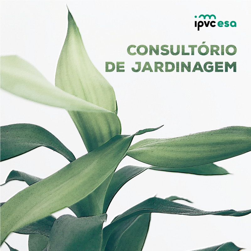 Alunos do Politécnico de Viana do Castelo dão conselhos de jardinagem on-line