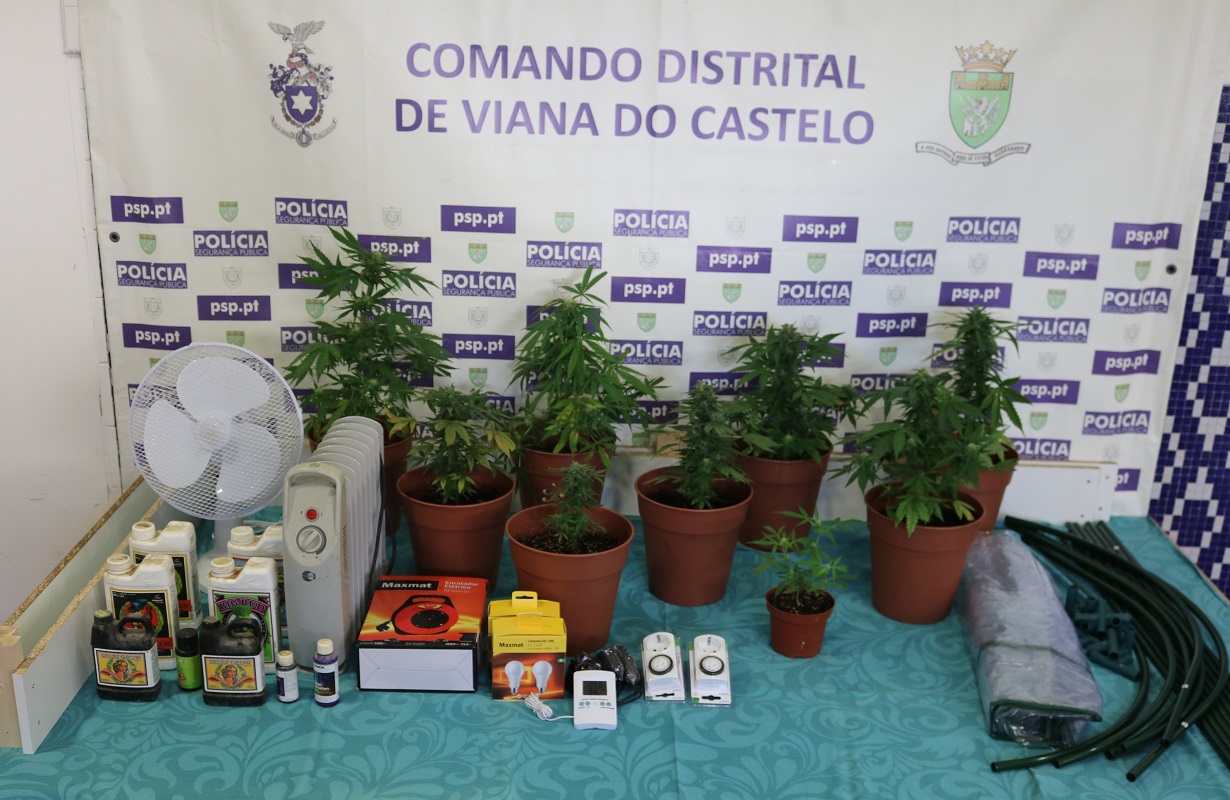 Viana do Castelo: Homem de 28 detido por cultivo e tráfico de droga