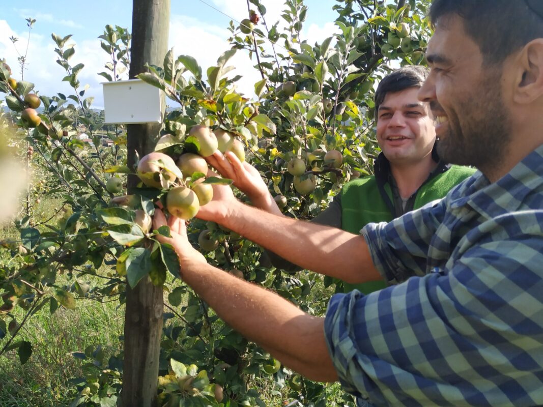 Sidra com “ADN IPVC” já conquista mercados nacionais e internacionais