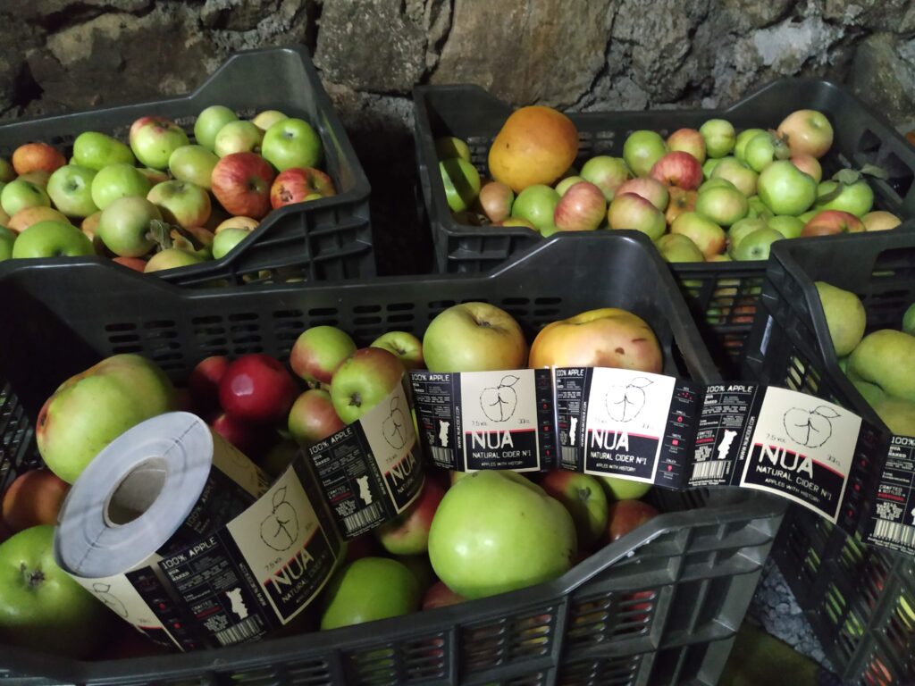 Sidra com “ADN IPVC” já conquista mercados nacionais e internacionais