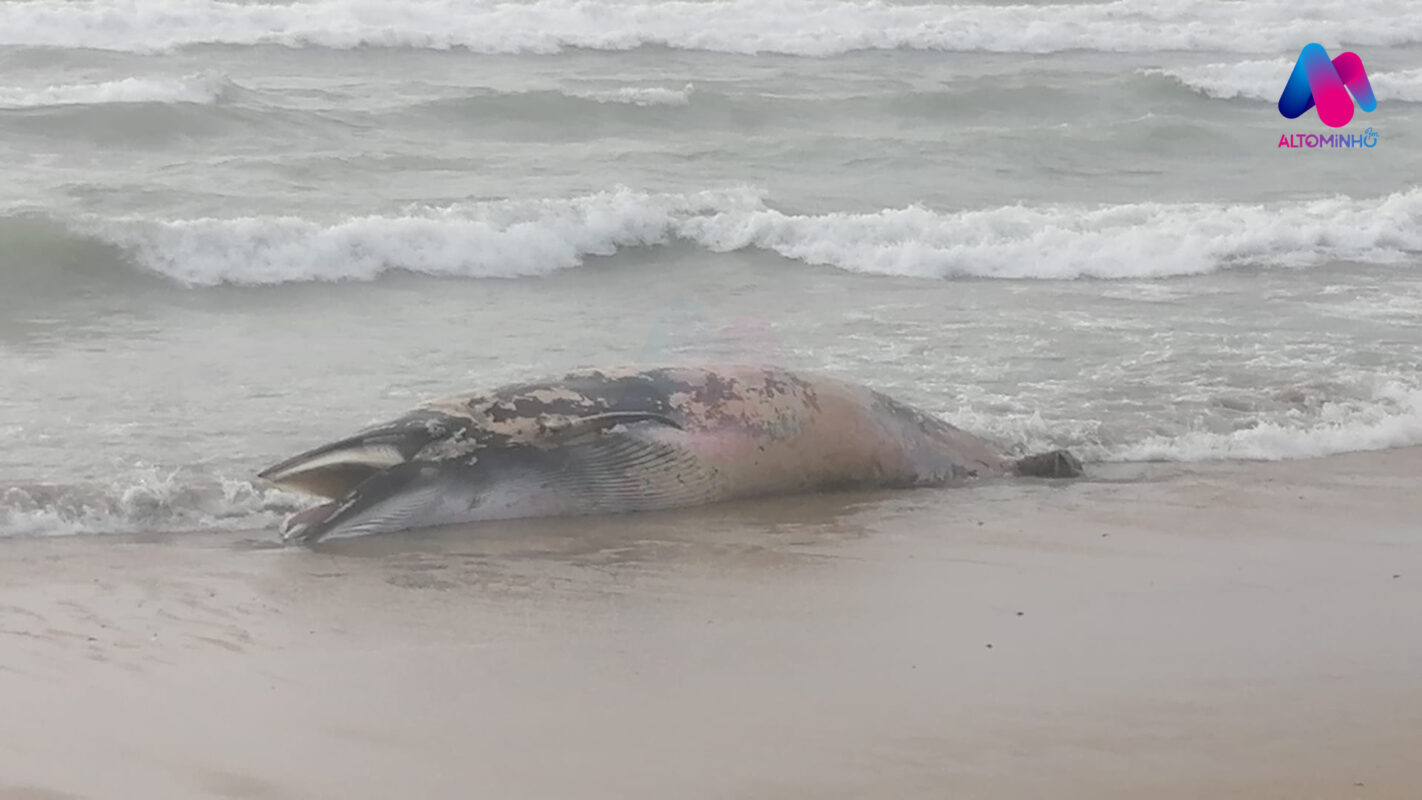 Vila Nova de Anha: Baleia Anã com cerca de 6 toneladas deu à Costa na praia do Rodanho