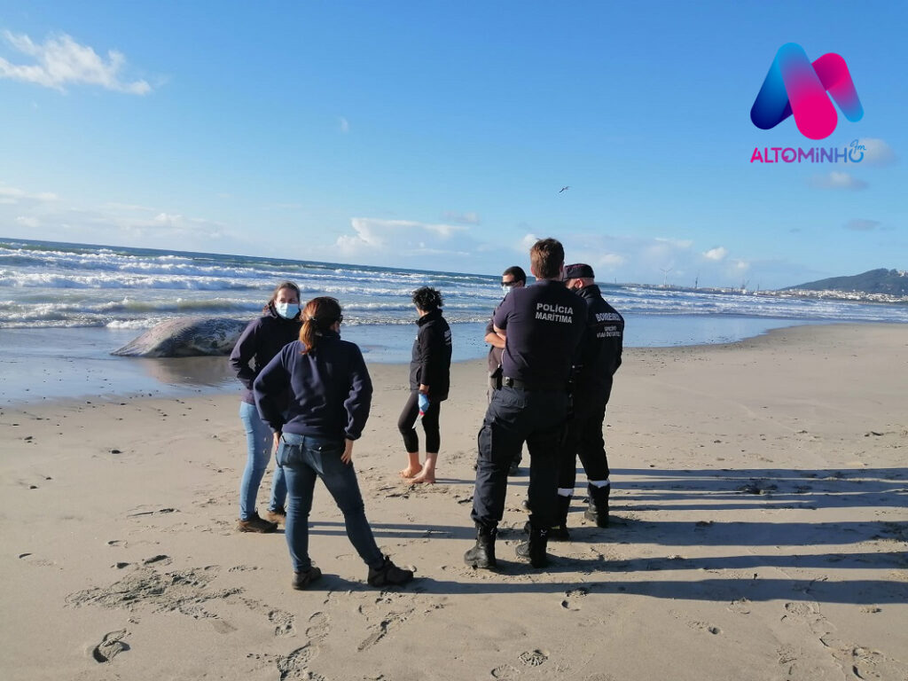 Vila Nova de Anha: Baleia Anã com cerca de 6 toneladas deu à Costa na praia do Rodanho