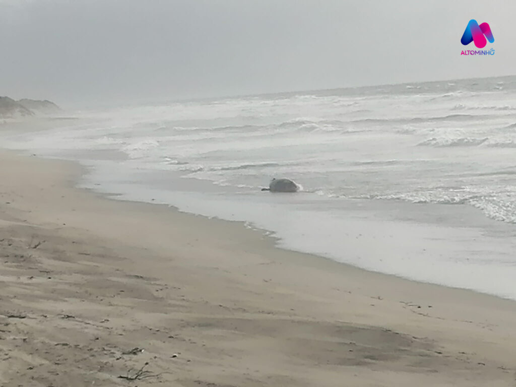 Vila Nova de Anha: Baleia Anã com cerca de 6 toneladas deu à Costa na praia do Rodanho