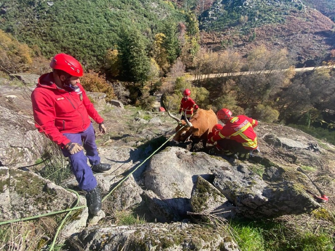 Bombeiros de Arcos de Valdevez salvam vaca prenha encontrada presa entre rochas