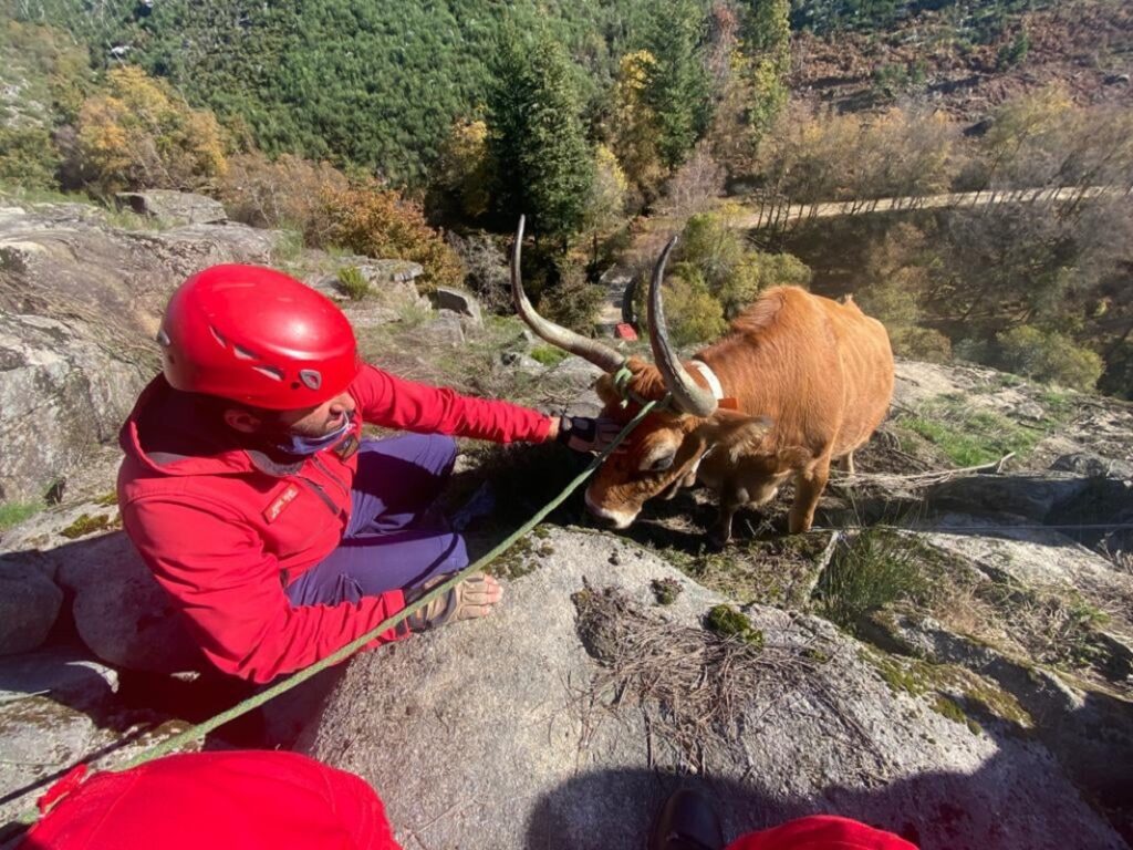 Bombeiros de Arcos de Valdevez salvam vaca prenha encontrada presa entre rochas
