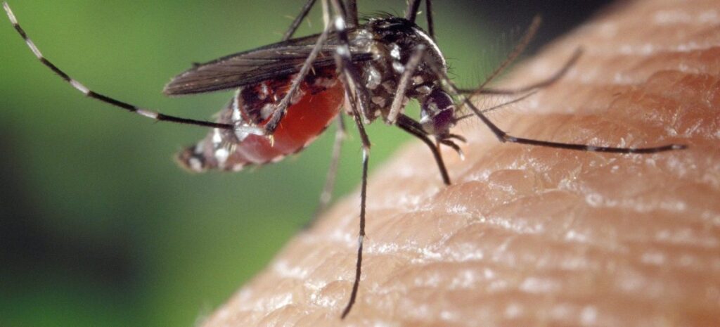 Politécnico de Viana do Castelo está a criar software para prevenir surtos de mosquitos