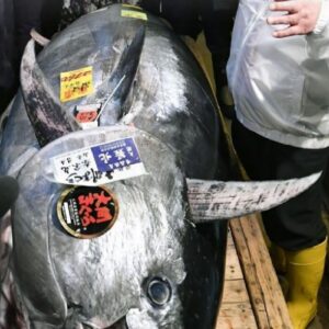 Atum vendido por mais de 128 mil euros no primeiro leilão anual de Tóquio