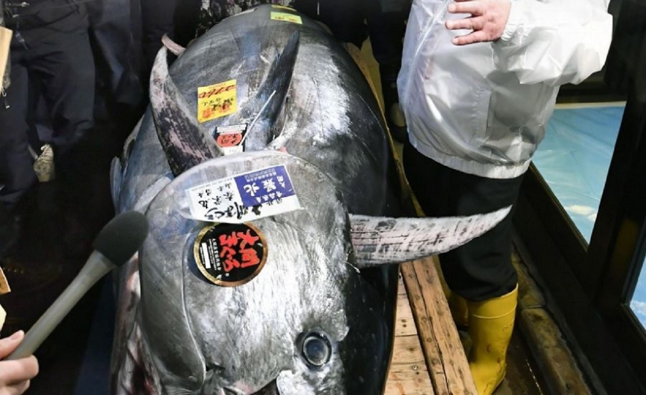 Atum vendido por mais de 128 mil euros no primeiro leilão anual de Tóquio