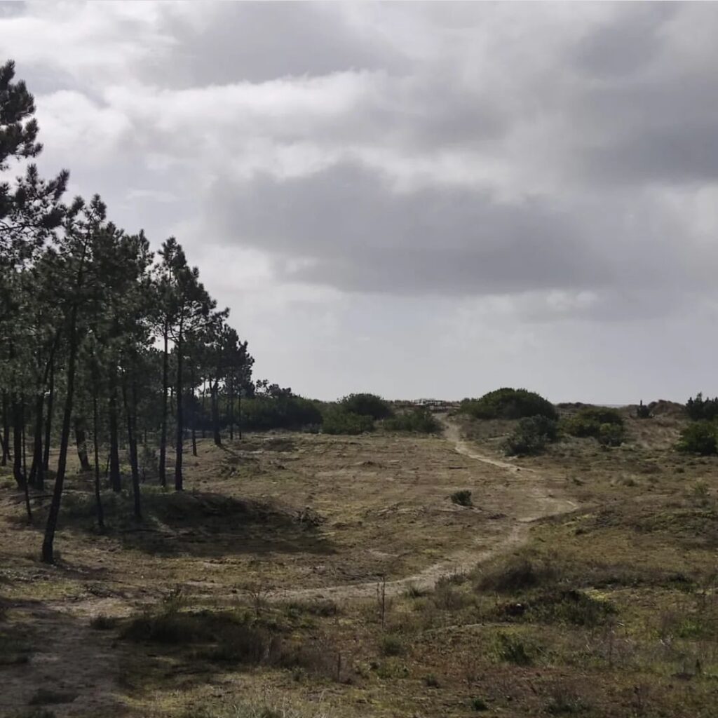 APA sabia de limpeza de terrenos em zona dunar do Cabedelo e nega danos