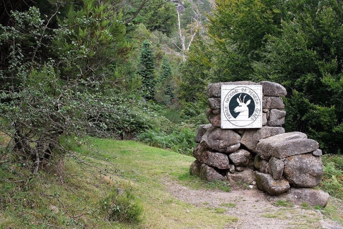 Organizações exigem controlo de espécies invasoras no Parque Nacional Peneda-Gerês
