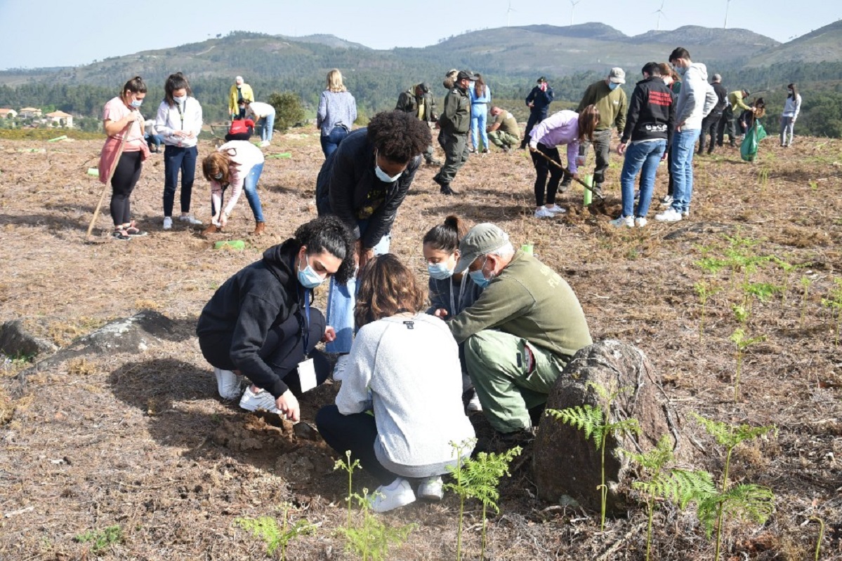 Monção reflorestou cerca de 43 dos três mil hectares consumidos em 2017