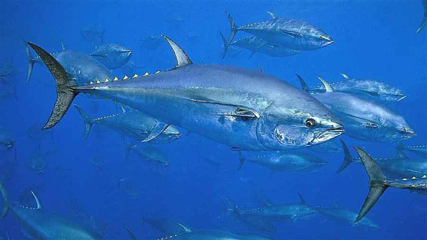 Detetado pela primeira vez em Sesimbra atum-rabilho com quase três metros