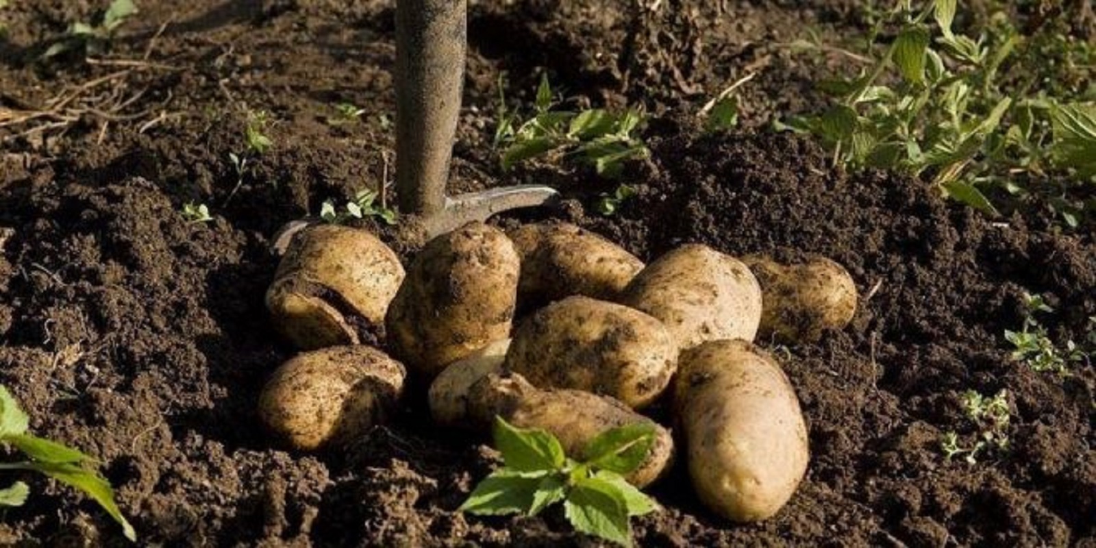 Guerra e seca fazem agricultores do Norte recordar produções de cereais e batata