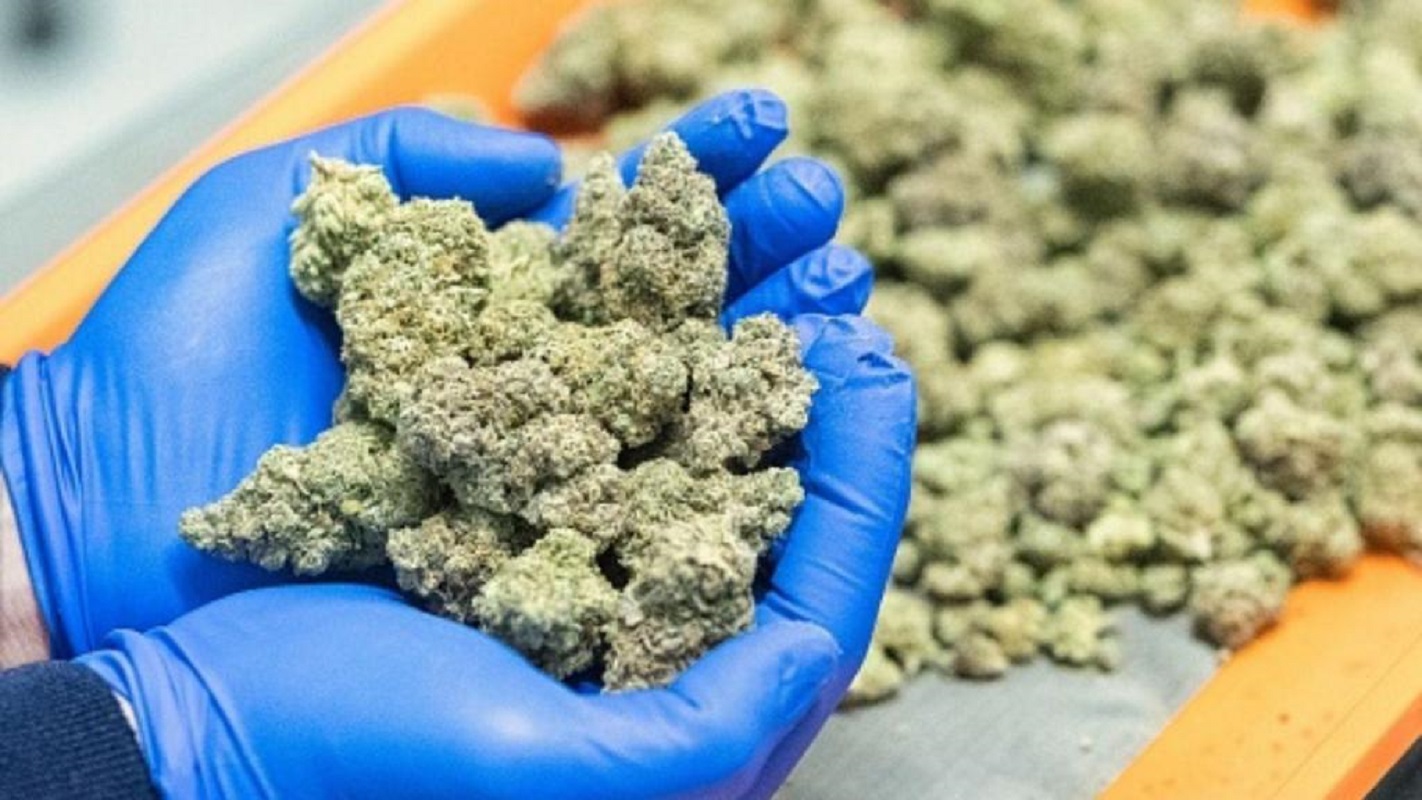 Infarmed já recebeu 99 pedidos de licenciamento para cultivo de canábis medicinal