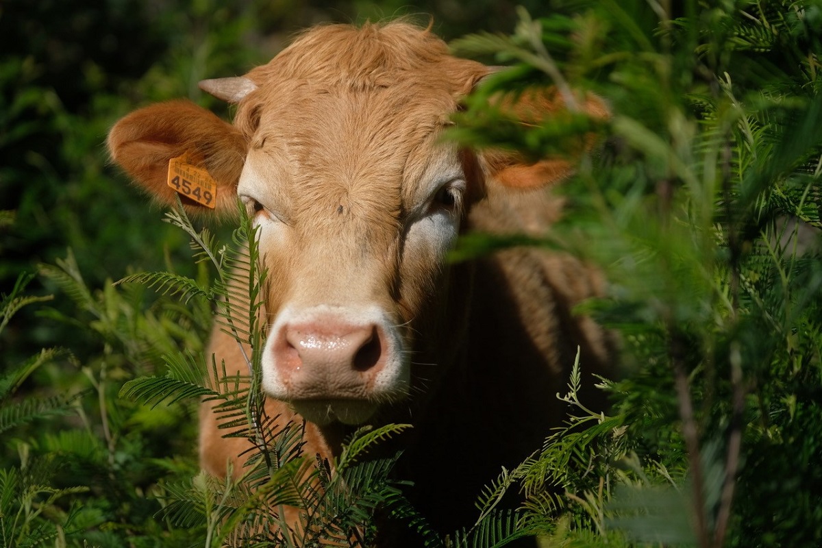 Município comparticipa despesas de sanidade animal para evitar encerramento de explorações agrícolas e pecuárias