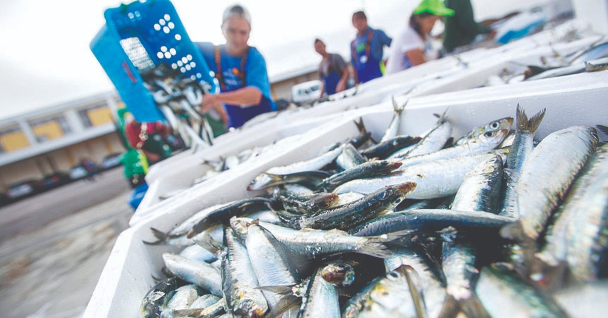 Pesca da sardinha reabre hoje e podem ser capturadas 29.400 toneladas