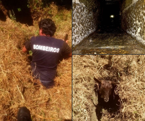 Animal resgatado de um aqueduto de águas pluviais nos Arcos de Valdevez