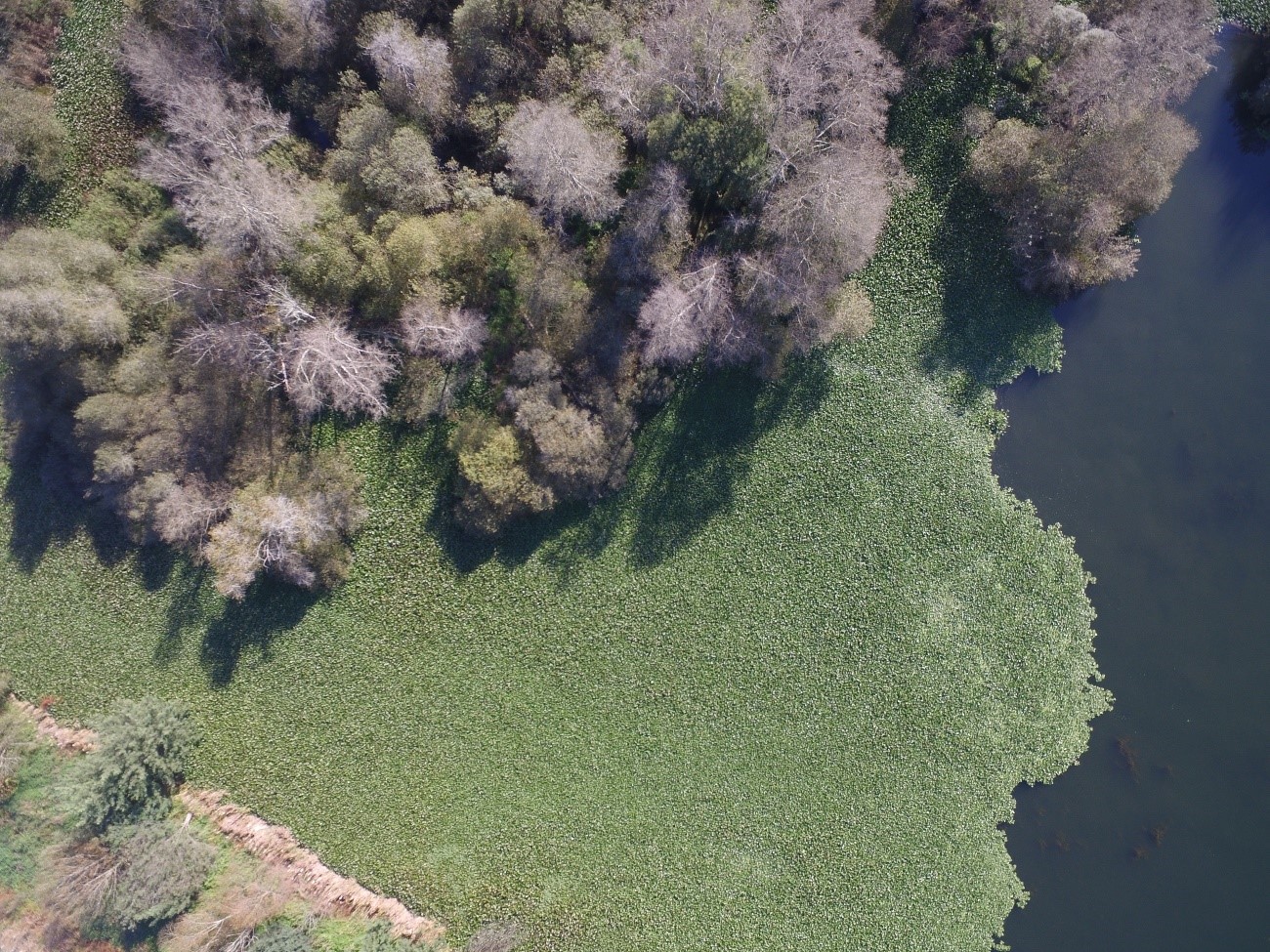 Politécnico de Viana do Castelo cria plataforma de deteção e combate a invasoras
