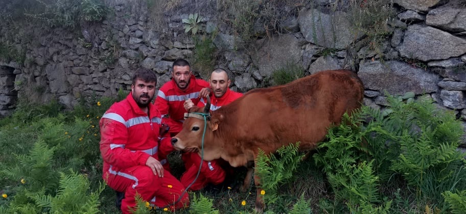 Arcos de Valdevez: Bombeiros resgatam vitelo de uma mina