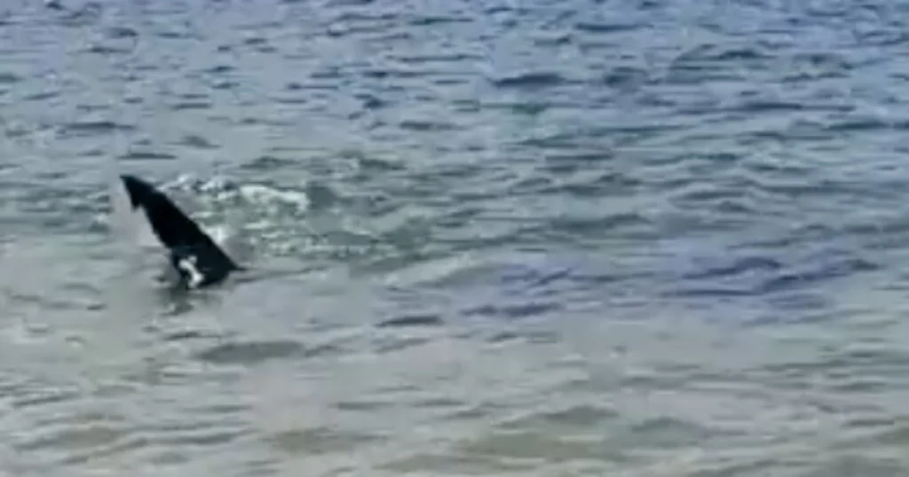 GALIZA: Tubarão obriga a encerrar praia