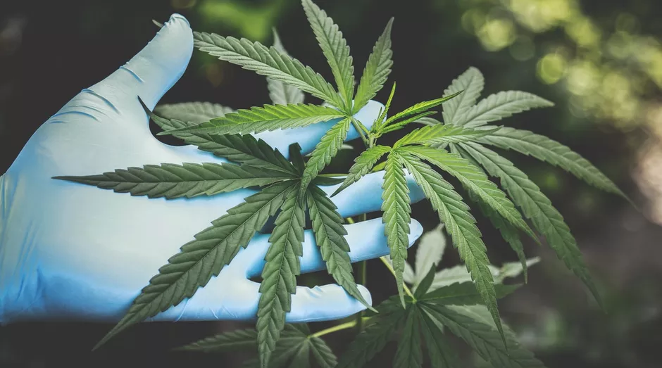 BE volta a defender legalização da canábis um ano após debate no parlamento