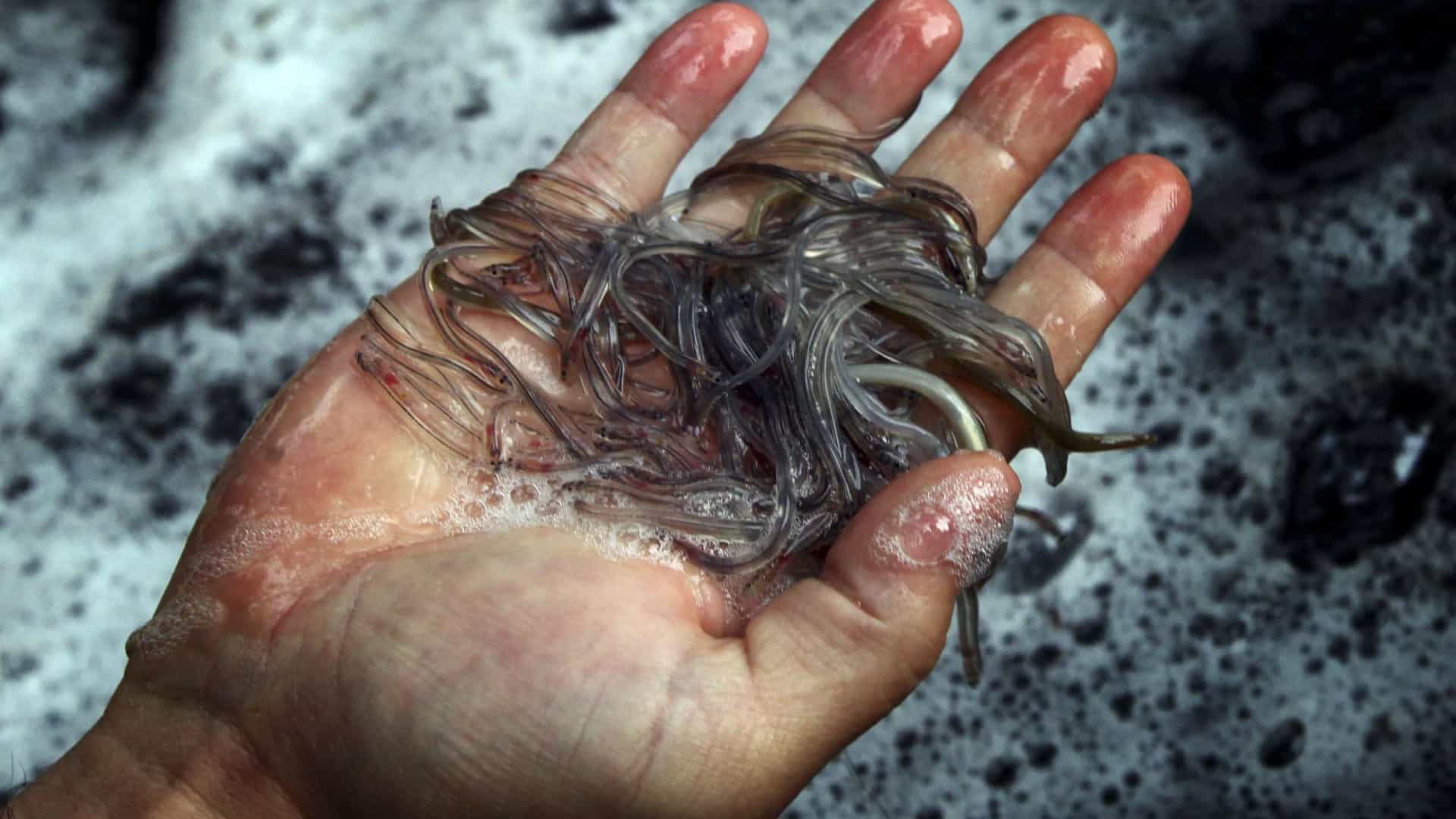Portugal e Espanha atribuem cem licenças para pesca do meixão no rio Minho