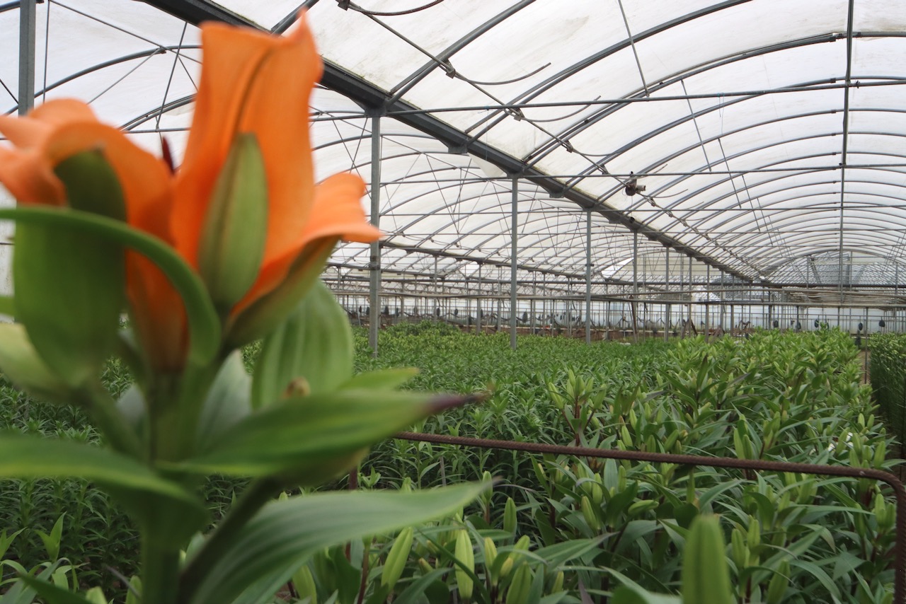 Fatura de eletricidade da agricultura e pecuária apoiada com 20 ME em 2022