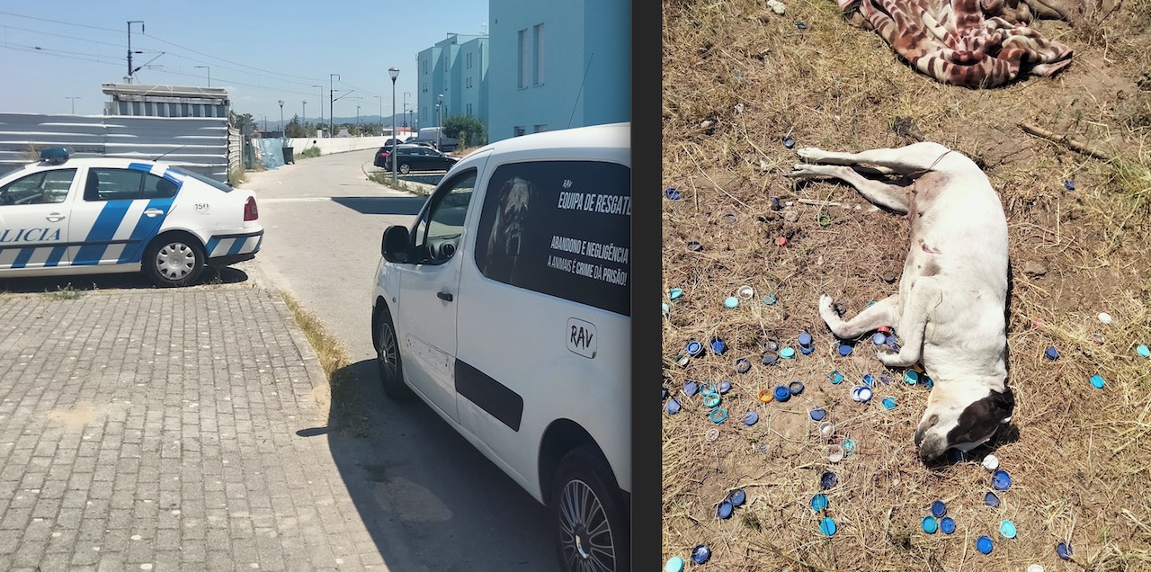 VIANA: Cadela enforcada e abandona num campo em Darque