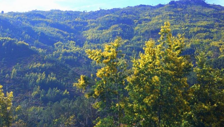 ARCOS DE VALDEVEZ: 330 mil euros para investir na limpeza de espécies invasoras