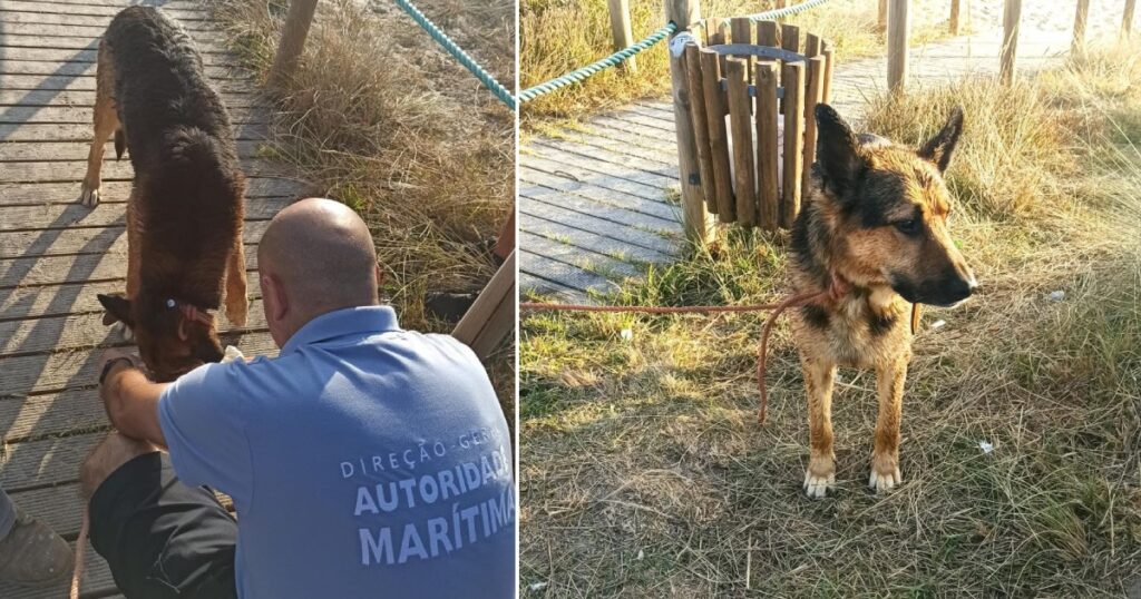 VIANA: Polícia Marítima resgata cão isolado numa rocha na praia do Lumiar