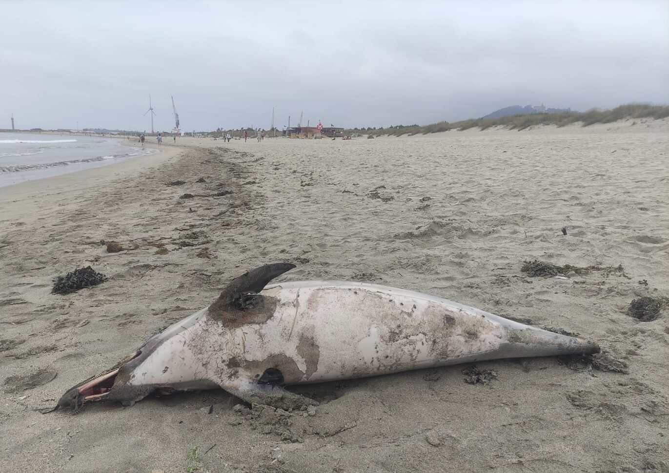 VIANA: E continuam a dar à costa golfinhos mortos sem cauda