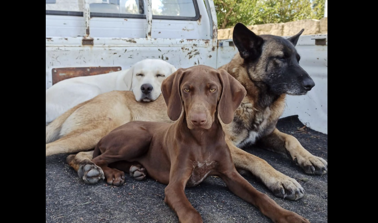 MONÇÃO: GNR investiga caso de cães envenenados na Cortinha Velha