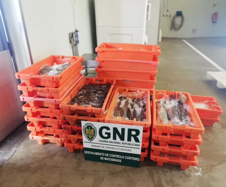 UCC: Apreensão de 400 quilos de pescado fresco em Caminha e Póvoa de Varzim
