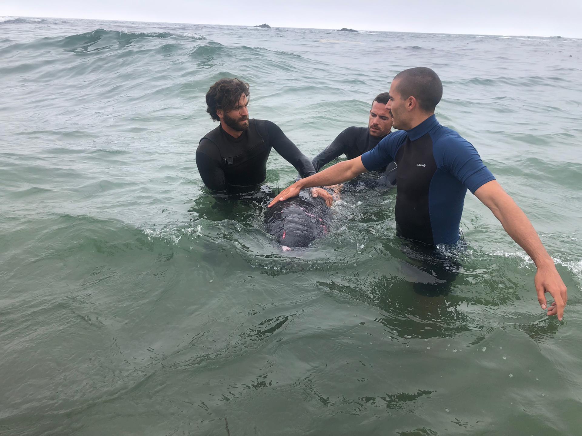 Resgatado Cachalote-Pigmeu na praia do Aterro