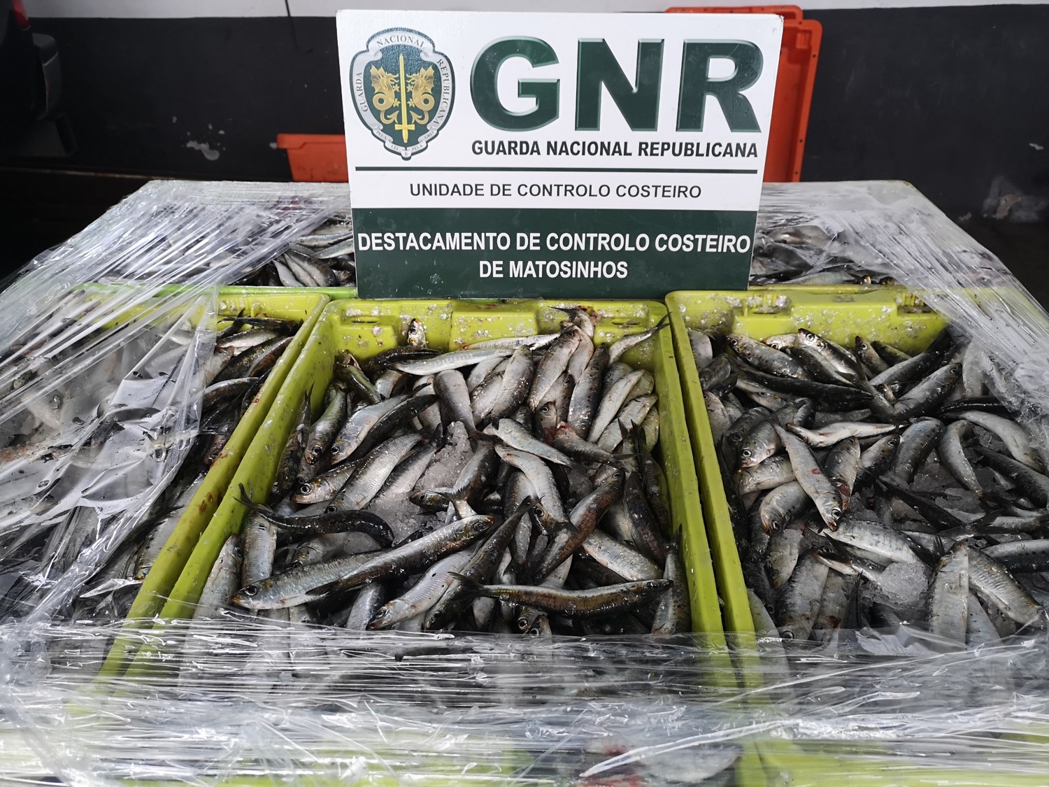 VIANA: Apreensão de cerca de meia tonelada de sardinha no porto de pesca