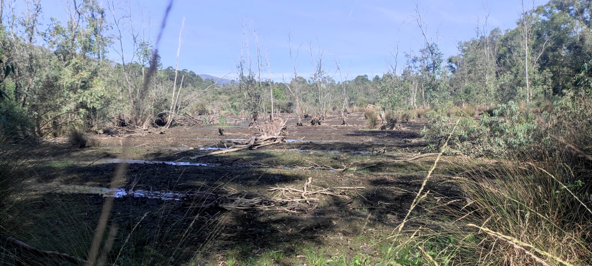 PONTE DE LIMA: Verdes estiveram na Lagoa de Bertiandos e alertam para impacto da seca