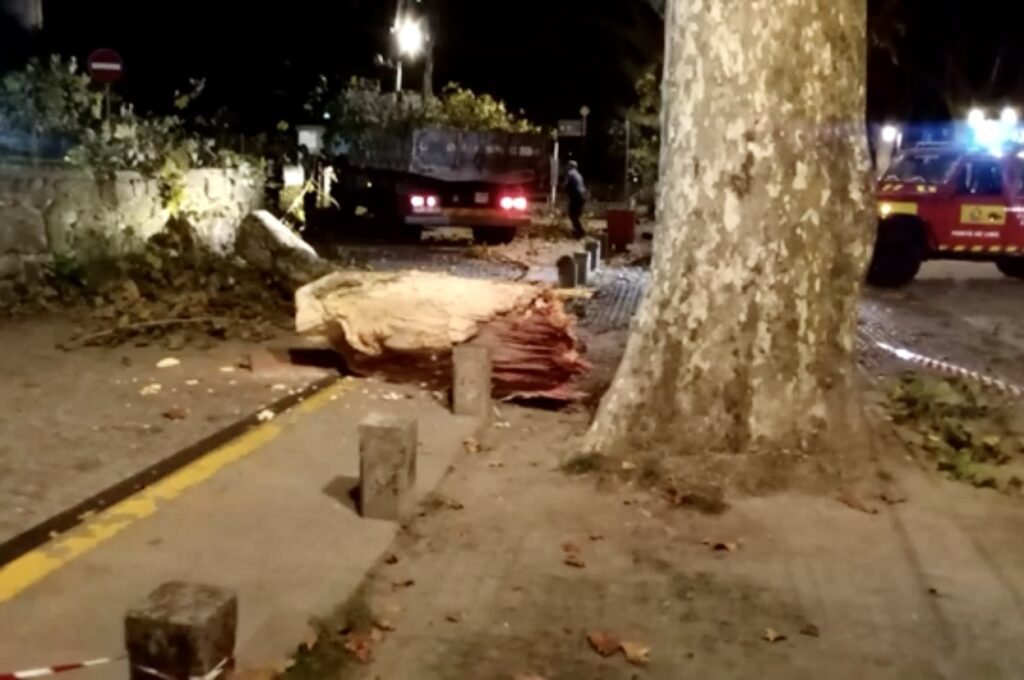 PONTE DE LIMA: Mais um ramo de grande porte a cair na avenida dos Plátanos