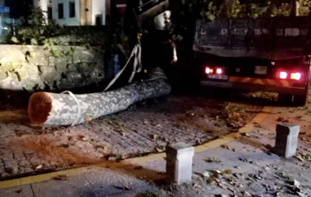 PONTE DE LIMA: Mais um ramo de grande porte a cair na avenida dos Plátanos