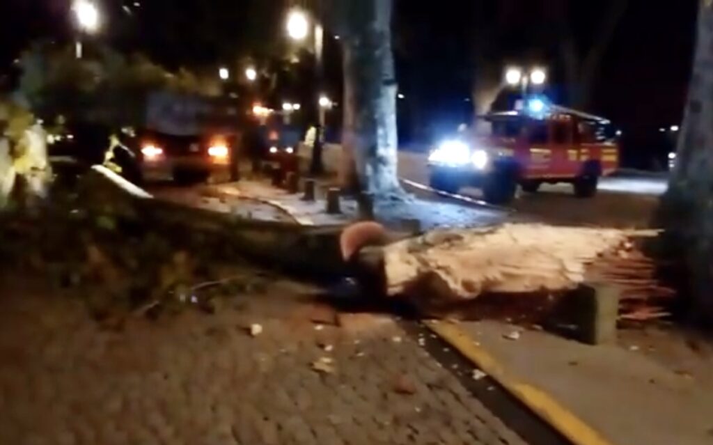 PONTE DE LIMA: Mais um ramo de grande porte a cair na avenida dos Plátanos