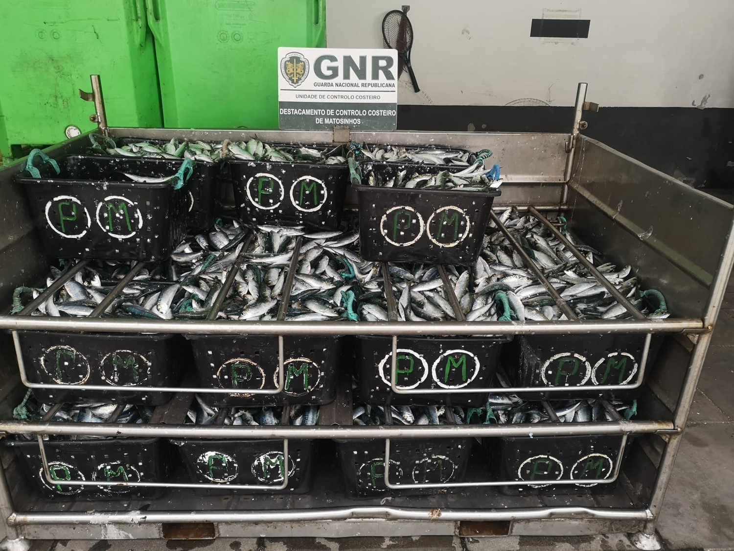 UCC da GNR apreende mais de 650 quilos de sardinha
